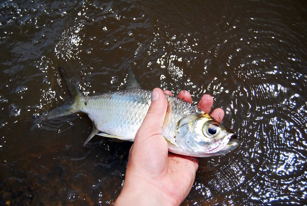 Tarpon are great fun in the wet.  Look for ripples on the surface of the water where they are feeding on bugs and small fish. - Wet Season Awakening © Lee Brake